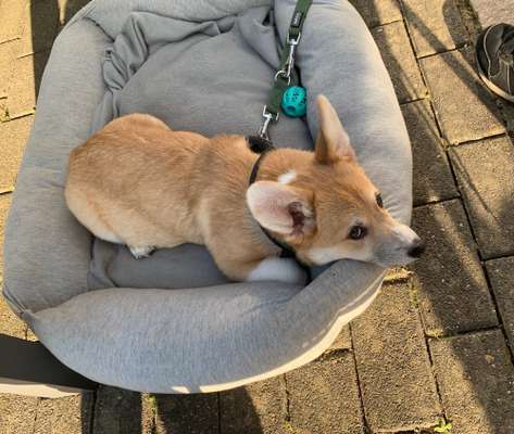 Corgis und ihre persönlichen Hofangestellten-Beitrag-Bild