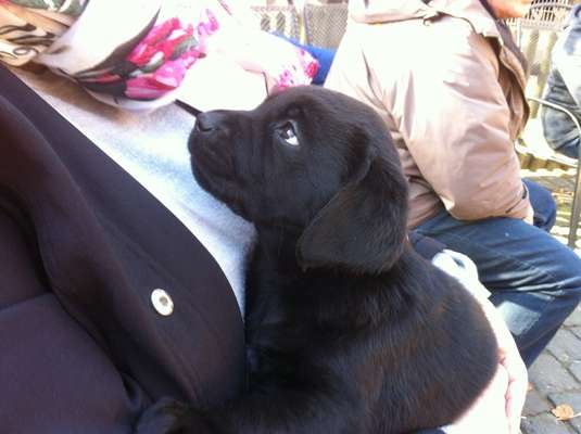 Labradorfans-Beitrag-Bild