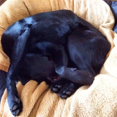 Labradorfans-Beitrag-Bild