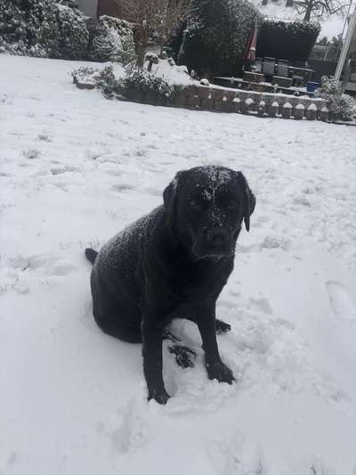 Labradorfans-Beitrag-Bild