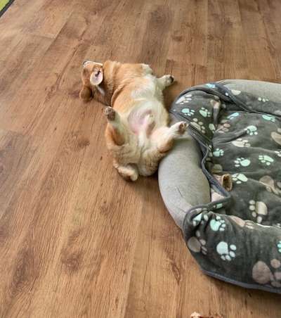 Hier ist der Spaßthread. Zum Schmunzeln und Kaputtlachen-Beitrag-Bild