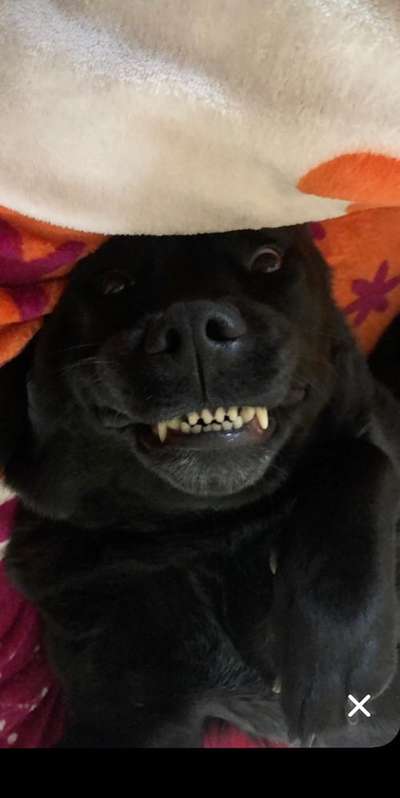 Hier ist der Spaßthread. Zum Schmunzeln und Kaputtlachen-Beitrag-Bild