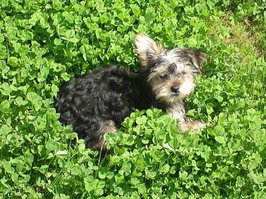 Die Dogorama Monats Challenge "Es grünt und blüht"-Beitrag-Bild