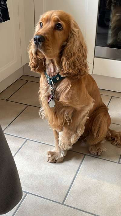 Englisch Cocker Spaniel-Beitrag-Bild