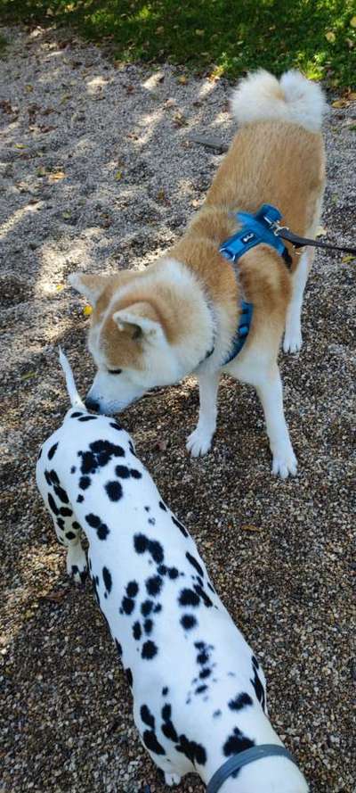 Fotochallenge liebespaare-Beitrag-Bild