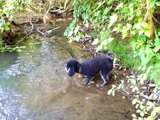 Dogorama-Monats-Challenge-Mai "Wasser"-Beitrag-Bild