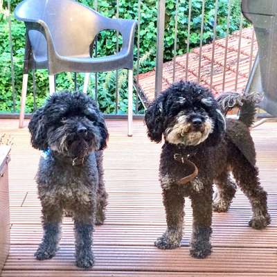 Alles rund um den Pudel-Beitrag-Bild