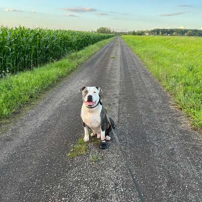 Hundetreffen-Gemeinsame Spaziergänge-Bild