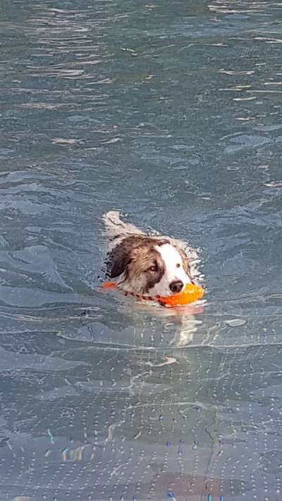 Dogorama-Monats-Challenge-Mai "Wasser"-Beitrag-Bild