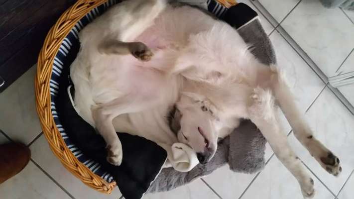 Zeigt mir die lustigsten Schlafpositionen eurer Fellnasen-Beitrag-Bild