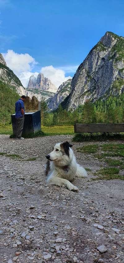 Hunde im Urlaub-Beitrag-Bild