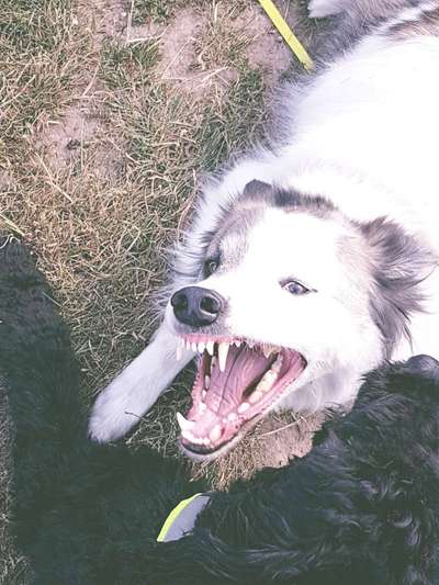 Lustigsten Grimassen von euren Hunden-Beitrag-Bild