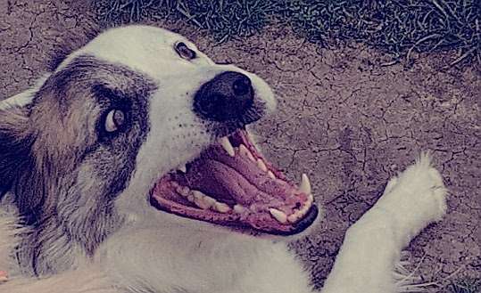 zeigt mal eure schönsten Fotos von euren Lieblingen.-Beitrag-Bild