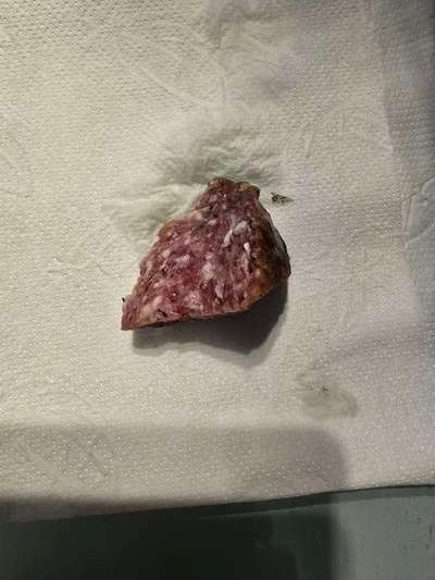 Giftköder-Vermutlich Giftstücke.-Bild