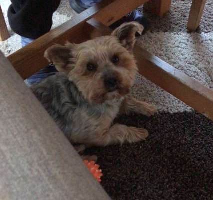 Die besten Hundeblicke 🐾❤️-Beitrag-Bild