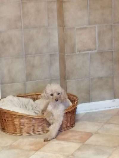 Alles rund um den Pudel-Beitrag-Bild