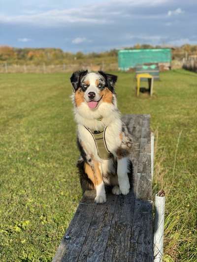 Hundetreffen-Spazier- und Trainingsrundw-Bild