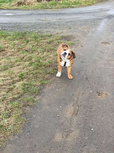 Englische Bulldoggen nrw-Beitrag-Bild