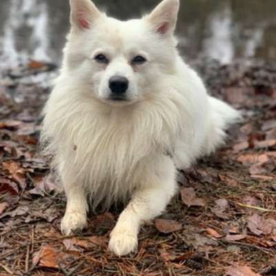 Japan-Spitz-Beitrag-Bild