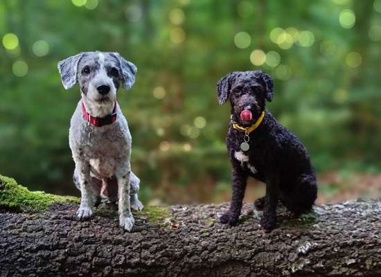 Hund aus dem Spanischen Tierschutz-Beitrag-Bild