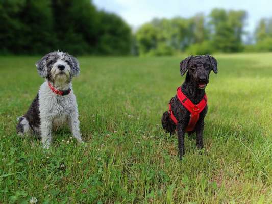 aktuelles Foto Gruppe Spanische wasserhunde (Perro de Agua espaniol)