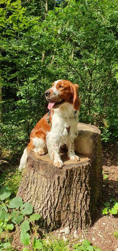 Springer Spaniel-Beitrag-Bild