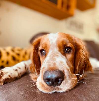 Dogorama Photo Challenge - Hundeblick zum hinschmelzen-Beitrag-Bild