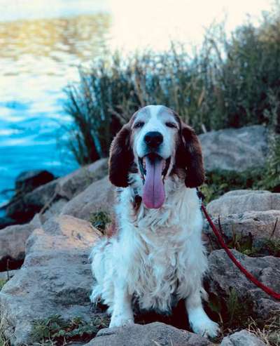 Dogorama Photo Challenge - Hundeblick zum hinschmelzen-Beitrag-Bild