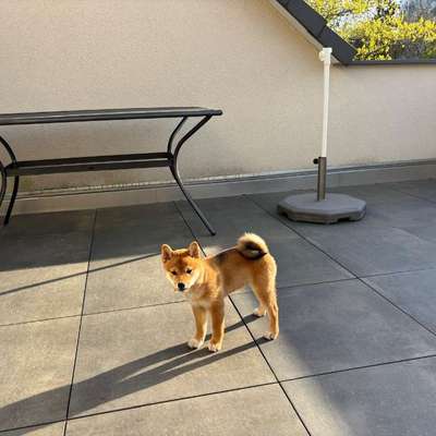 Hundetreffen-Welpen-Spielpartner/in gesucht-Bild