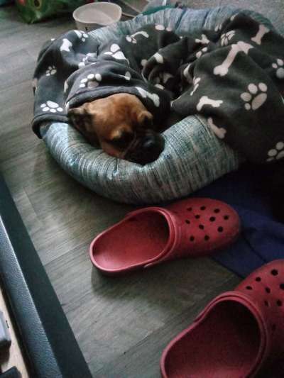 Welche Hunderasse-Beitrag-Bild