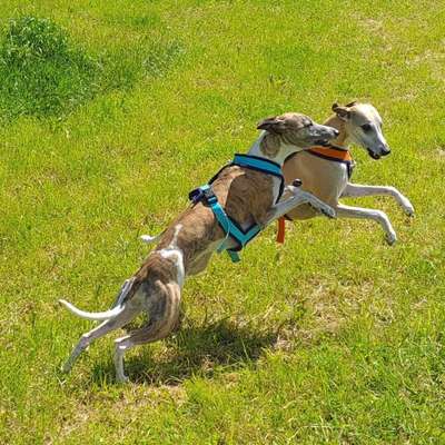 Whippet-Beitrag-Bild