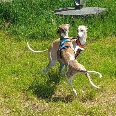 Whippet-Beitrag-Bild