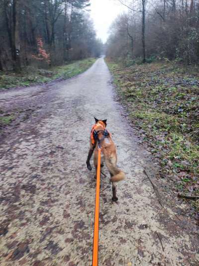 Hundetreffen-Canicross-Bild