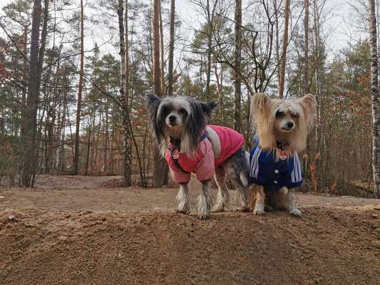 PBGV und Chinese Crested-Beitrag-Bild