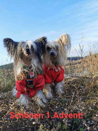 Chinese Crested Dogs-Beitrag-Bild