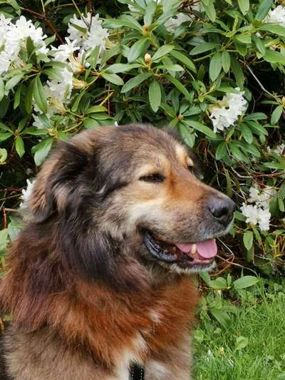 Die Dogorama Monats Challenge "Es grünt und blüht"-Beitrag-Bild