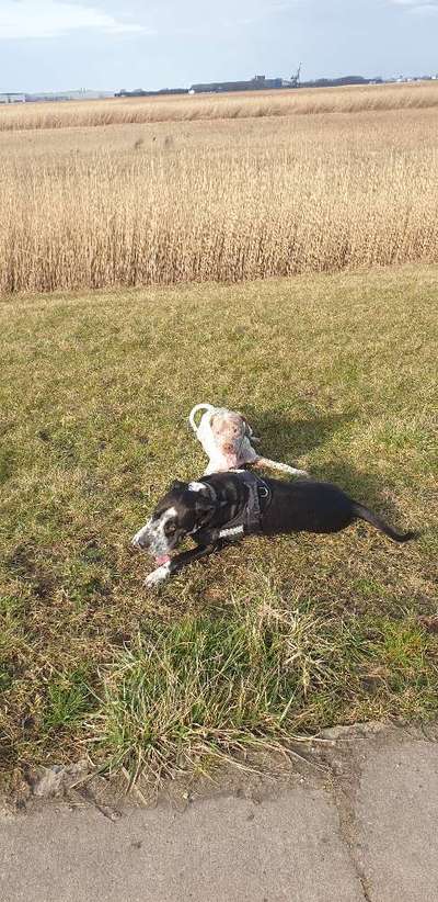 Zeige das lustigste Bild eures Hundis-Beitrag-Bild