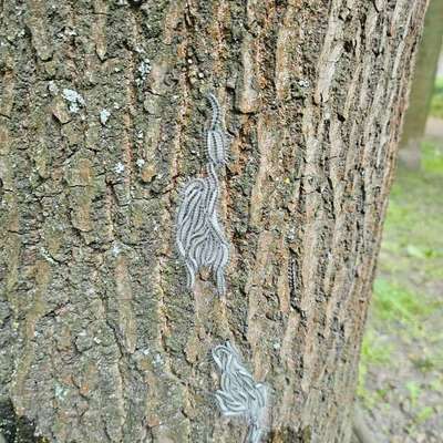 Giftköder-Eichenprozessspinnerraupen im Innenhof-Bild