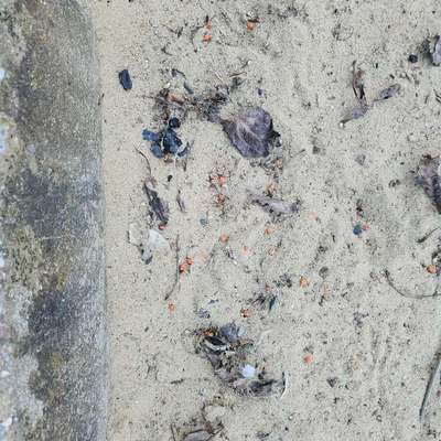 Giftköder-kleine rote kugeln.-Bild