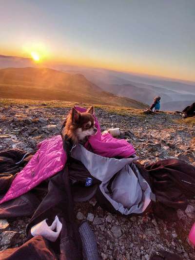 Die Dogorama Kalender Challenge Titelbild-Beitrag-Bild