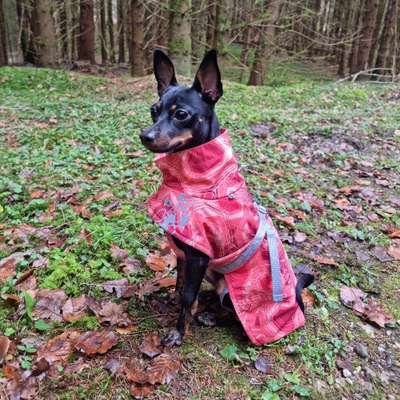 Hundetreffen-Gemeinsame Spaziergänge für kleine Hunde-Profilbild