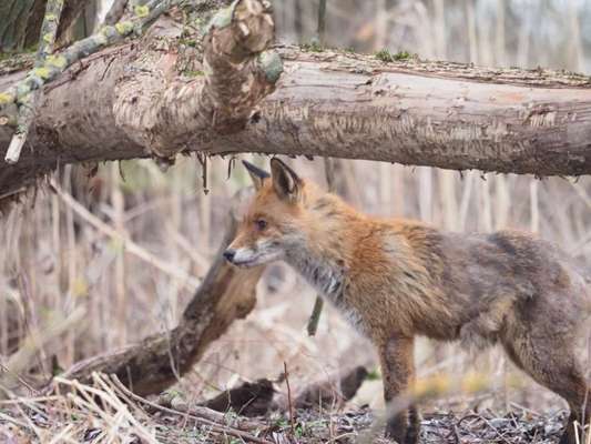 Giftköder-Verdacht auf Fuchsräude-Bild