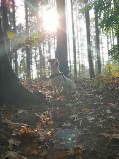 Wald Bild-Beitrag-Bild