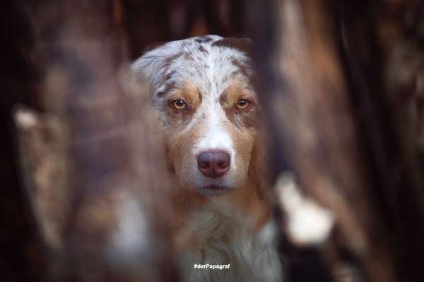 Tierfotograf Bild