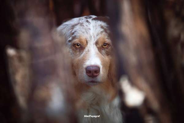 Tierfotografen-der Papagraf-Bild