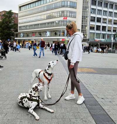 Hundetreffen-Spaziergänge,Training und Spielzeit-Bild