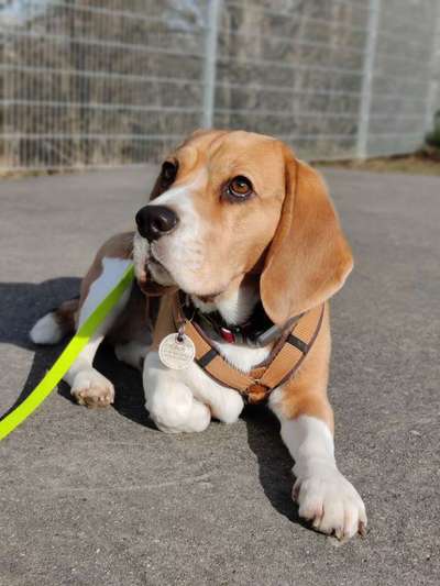 Gibt es hier Beagle in der Gruppe?-Beitrag-Bild