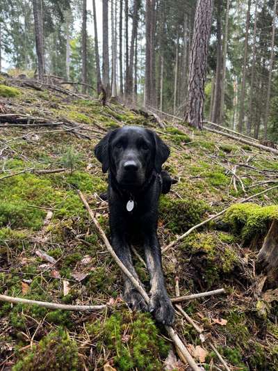 Hundetreffen-Gassi- und Spielkameraden gesucht 🐶-Bild