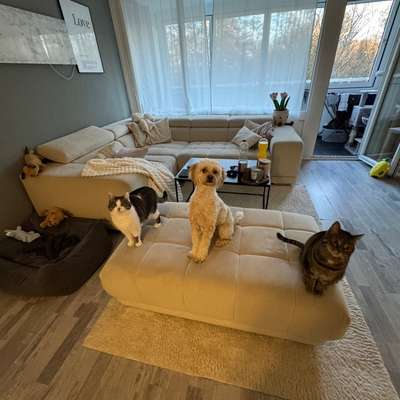 Hundetreffen-Gassi-Runden und Spieltreffen (Kaffee trinken:))-Bild