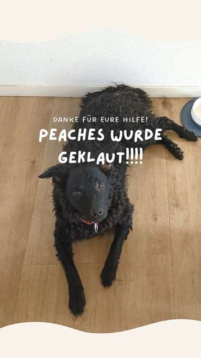Suchmeldung-Peaches-Bild